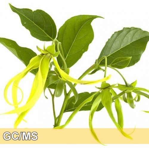 Ylang-comp 完全依蘭